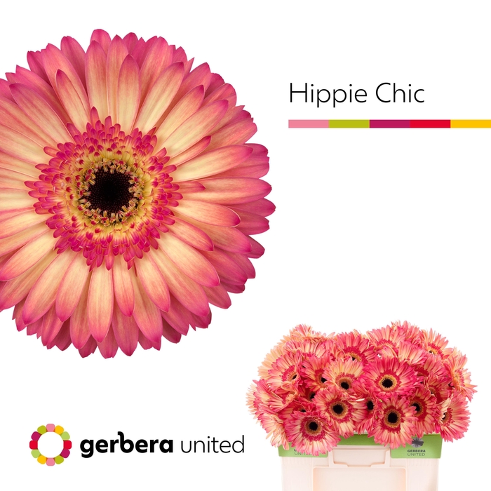<h4>Gerbera Hippie chic Water</h4>