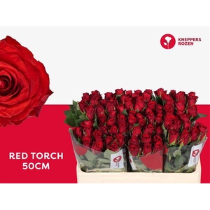 R GR RED TORCH