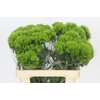 Dianthus Br Kiwi Mellow