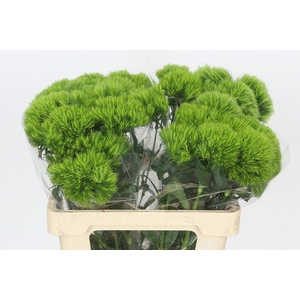 Dianthus Br Kiwi Mellow