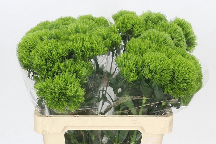 <h4>Dianthus Br Kiwi Mellow</h4>