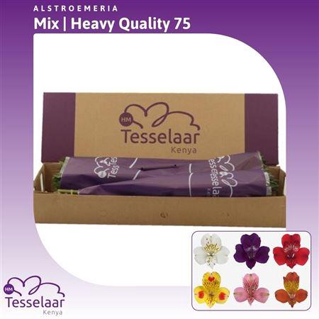 <h4>Alstroemeria Mix | Heavy Quality</h4>