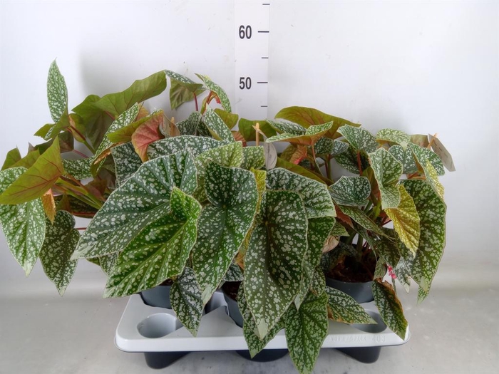 <h4>Begonia BD   ...</h4>