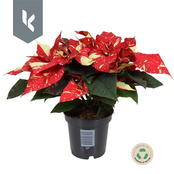 <h4>Euphorbia pulcherrima Superba New Glitter</h4>