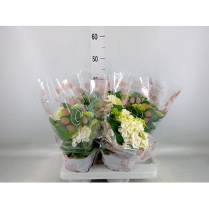 Hydrangea mac. 'Hi White Sun'