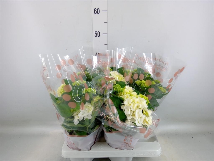 <h4>Hydrangea mac. 'Hi White Sun'</h4>