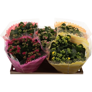 Kalanchoe Double Mix In Sv.coloursl