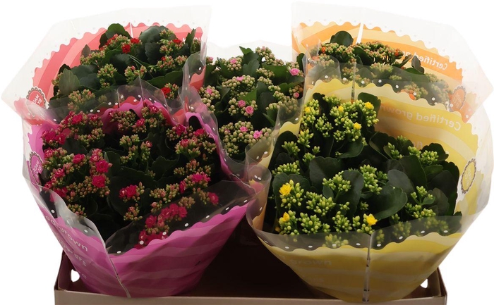 <h4>Kalanchoe Double Mix In Sv.coloursl</h4>