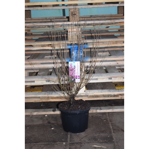 <h4>Syringa bloomerang 'Pink Perfume' ®</h4>