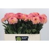 Dahlia Chanel