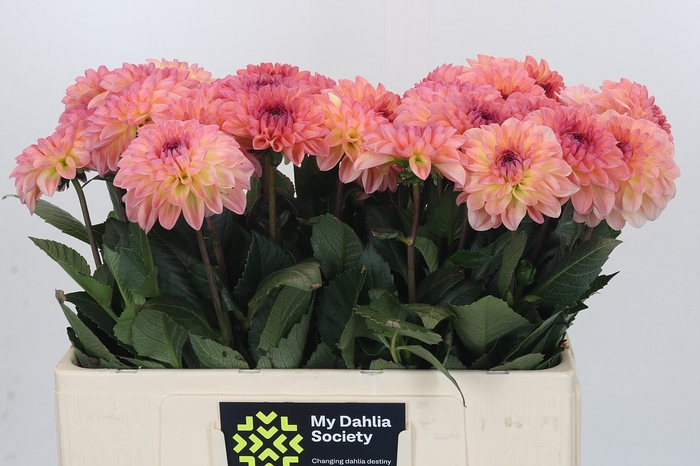 <h4>Dahlia Chanel</h4>