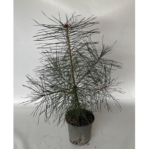 PINUS SYLVESTRIS p15
