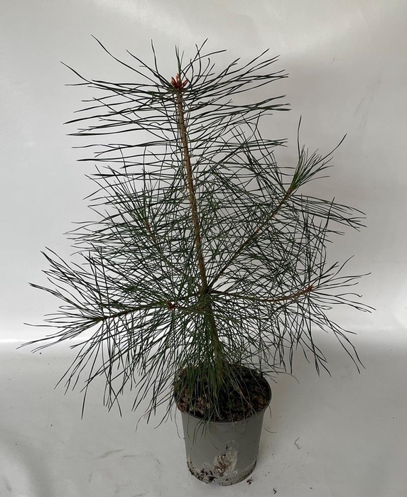 <h4>PINUS SYLVESTRIS p15</h4>