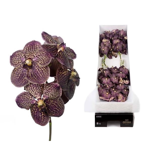 <h4>Vanda 8 tak Chocolate Brown</h4>