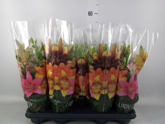 <h4>Lilium asia.   ...mix</h4>