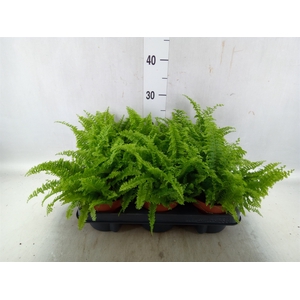 Nephrolepis exal. 'Vitale'