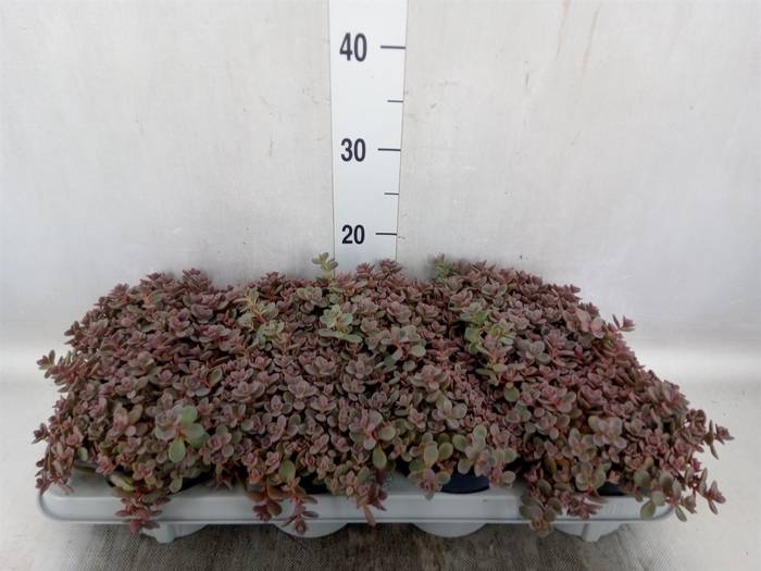 Sedum cauticola 'Lidakense'