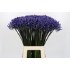 Agapanthus Dr Brouwer