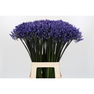 Agapanthus Dr Brouwer