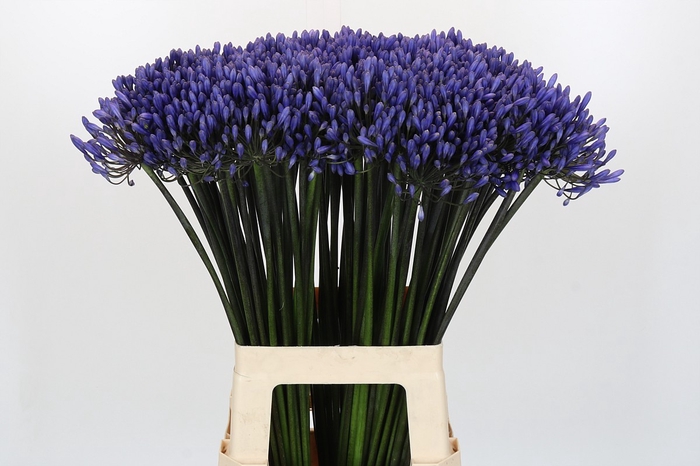 <h4>Agapanthus Dr Brouwer</h4>