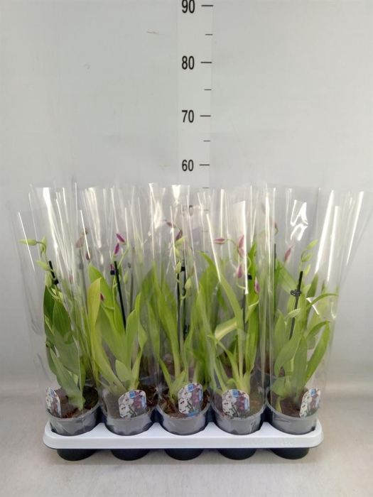 <h4>Miltoniopsis   ...</h4>