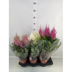 Astilbe   ...mix 3
