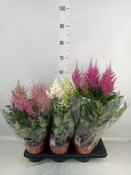 <h4>Astilbe   ...mix 3</h4>