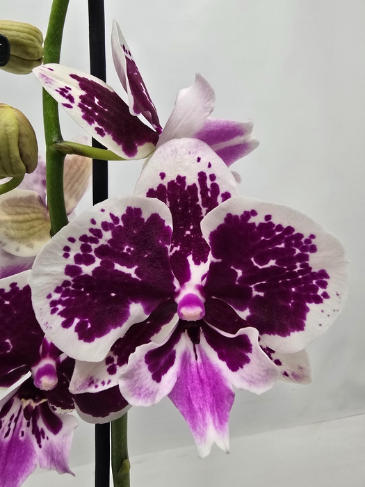 <h4>Limited 66 week 10</h4>