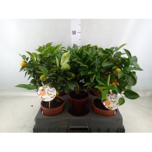 Citrofortunella microcarpa