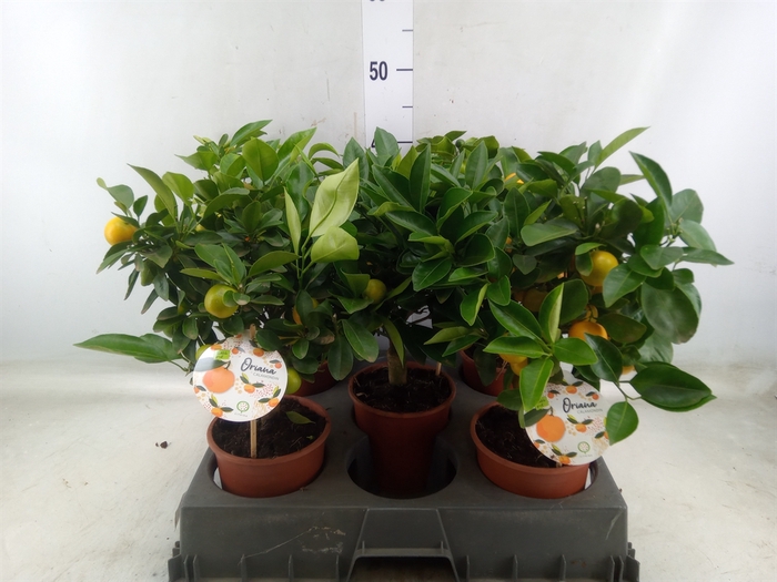 <h4>Citrofortunella microcarpa</h4>
