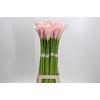Zantedeschia Eydolls Pink