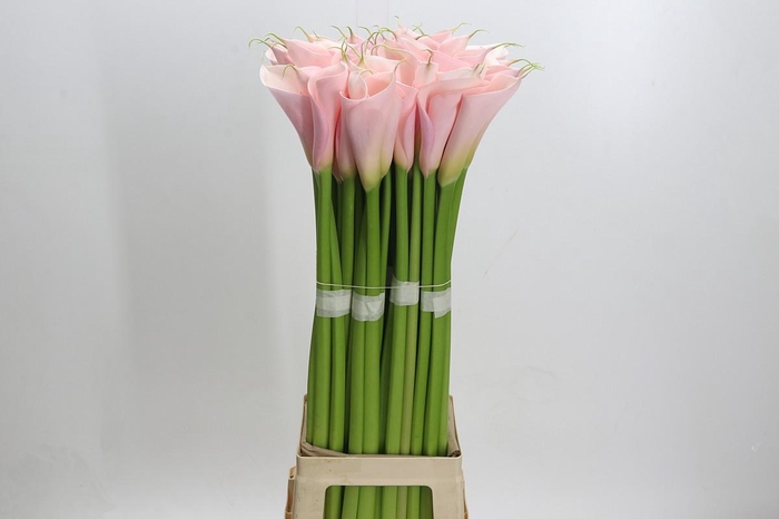 Zantedeschia Eydolls Pink