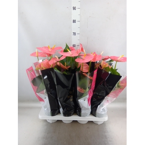 Anthurium andr. 'Colorado'