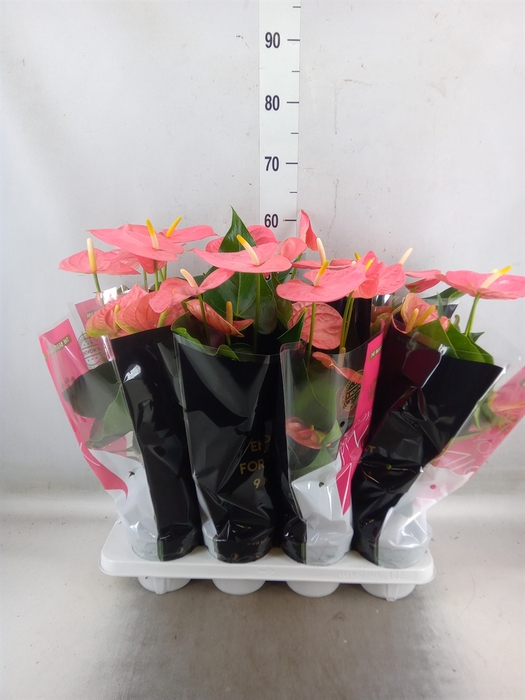 <h4>Anthurium andr. 'Colorado'</h4>