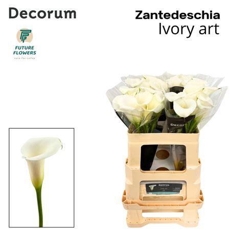 Zant Ivory Art