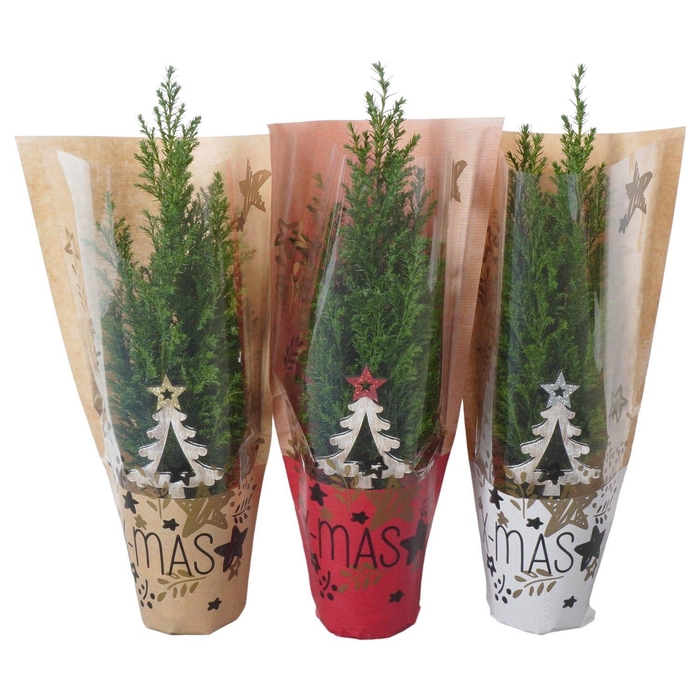 <h4>PTK25105 Ellwoodii met kersthoes en decoratie</h4>