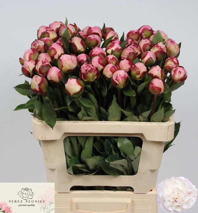 <h4>PAEO L GARDENIA</h4>