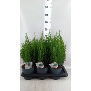 Juniperus chinensis 'Stricta'