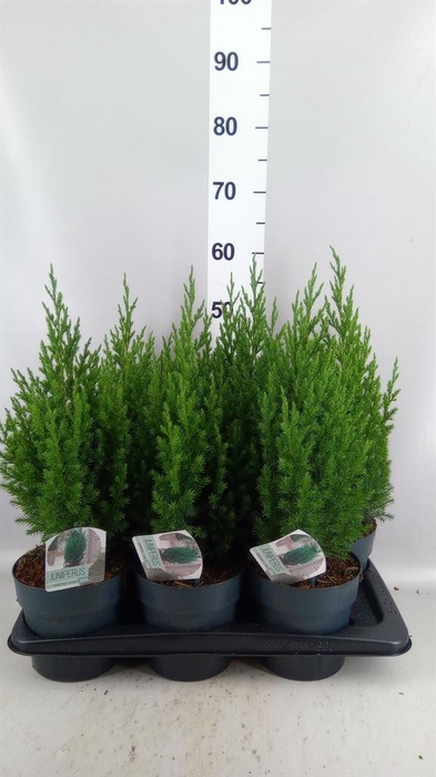 <h4>Juniperus chinensis 'Stricta'</h4>