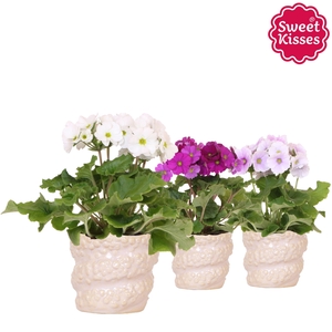 Primula Obconica Sweet Kisses mix in Octopus pot