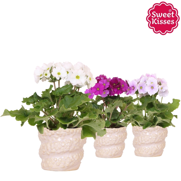 <h4>Primula Obconica Sweet Kisses mix in Octopus pot</h4>