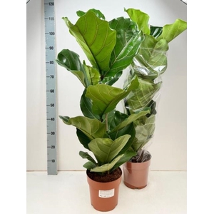 Ficus Lyrata 21Ø 100cm 1pp