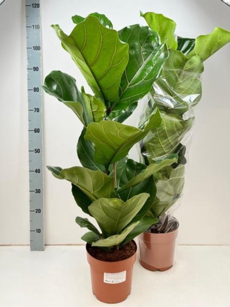 Ficus Lyrata 21Ø 100cm 1pp