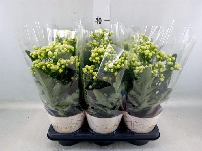 <h4>Kalanchoe  'Sunny White'</h4>