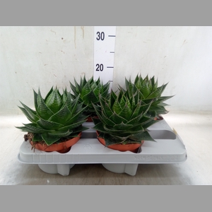 Aloe aristata 'Cosmo'