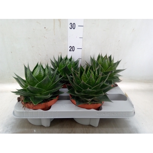 Aloe aristata 'Cosmo'