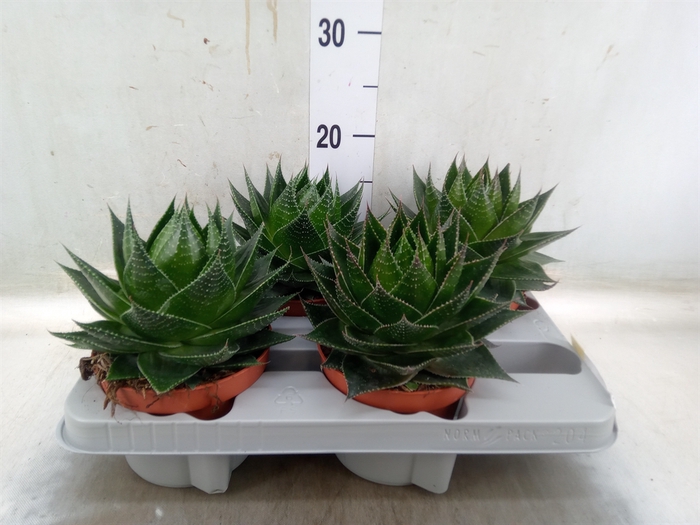<h4>Aloe aristata 'Cosmo'</h4>