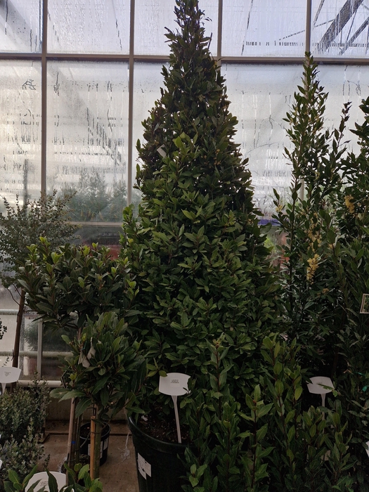 <h4>LAU NOBILIS</h4>