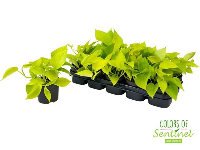 <h4>Epipremnum pinn. 'Golden Pothos'</h4>