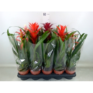Bromelia   ...mix